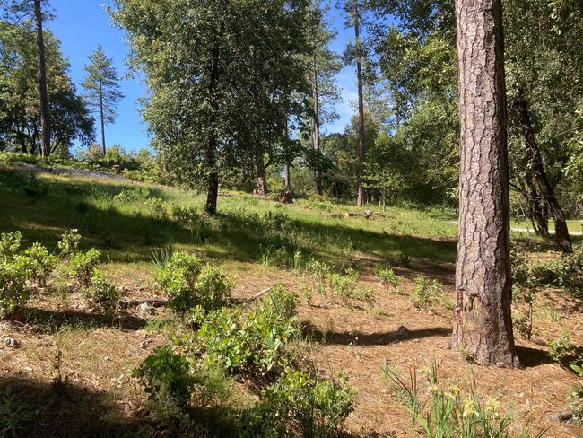 16688 Sonshine Ln, Home with 0 bedrooms, 0 bathrooms and null parking in Sutter Creek CA | Image 54