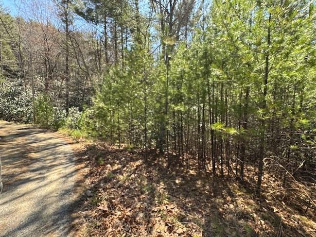 0 Buck Hollow Trl, Home with 0 bedrooms, 0 bathrooms and null parking in Sugar Grove VA | Image 10