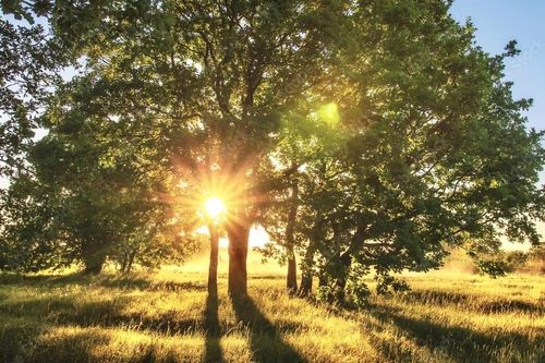 7 Sandy Creek Rd, Garwood, TX, 77442 | Card Image