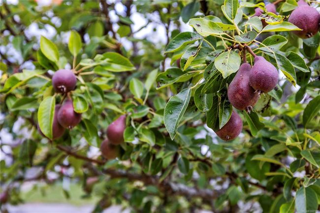 Community Garden | Image 52