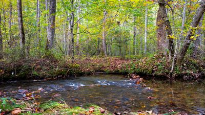 0 Yellow Creek Rd., Home with 0 bedrooms, 0 bathrooms and null parking in Robbinsville NC | Image 2