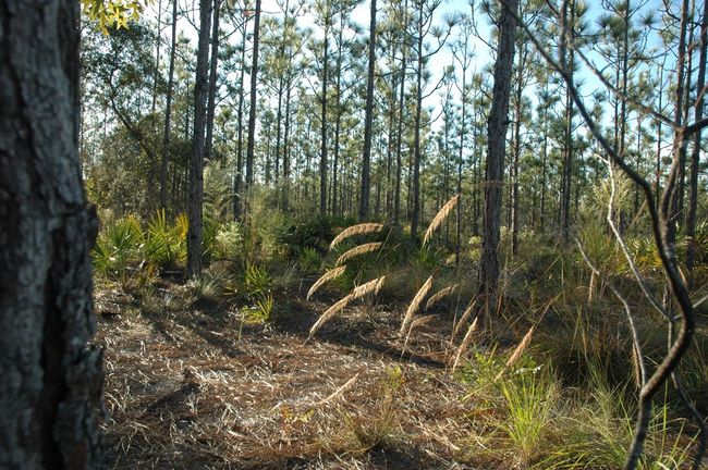 12500 Ne 87 Th Pl, Home with 0 bedrooms, 0 bathrooms and null parking in BRONSON FL | Image 10
