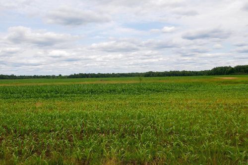 +/-19.85 Acres Wiese Drive, Rib Lake, WI, 54470 | Card Image