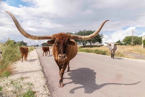 3958 Bandera Hwy, Kerrville, TX, 78028-9667 | Card Image