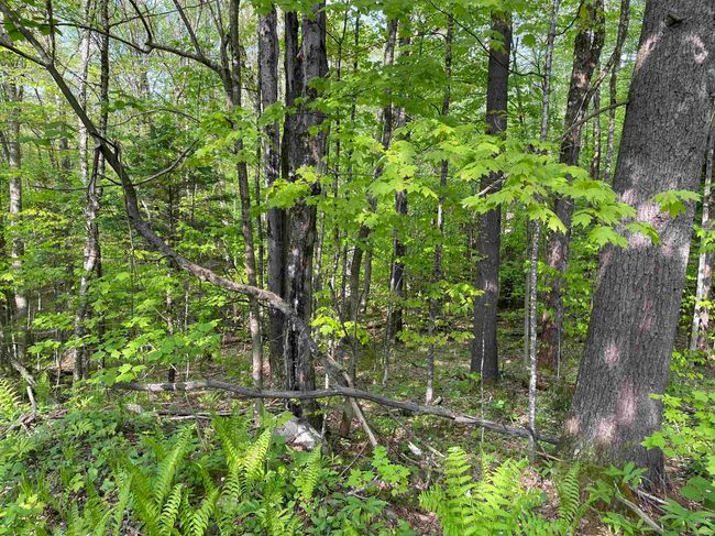 0 Snell Rd, Home with 0 bedrooms, 0 bathrooms and null parking in Chester VT | Image 10