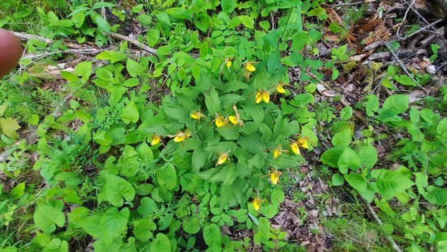Yellow Lady Slippers | Image 27