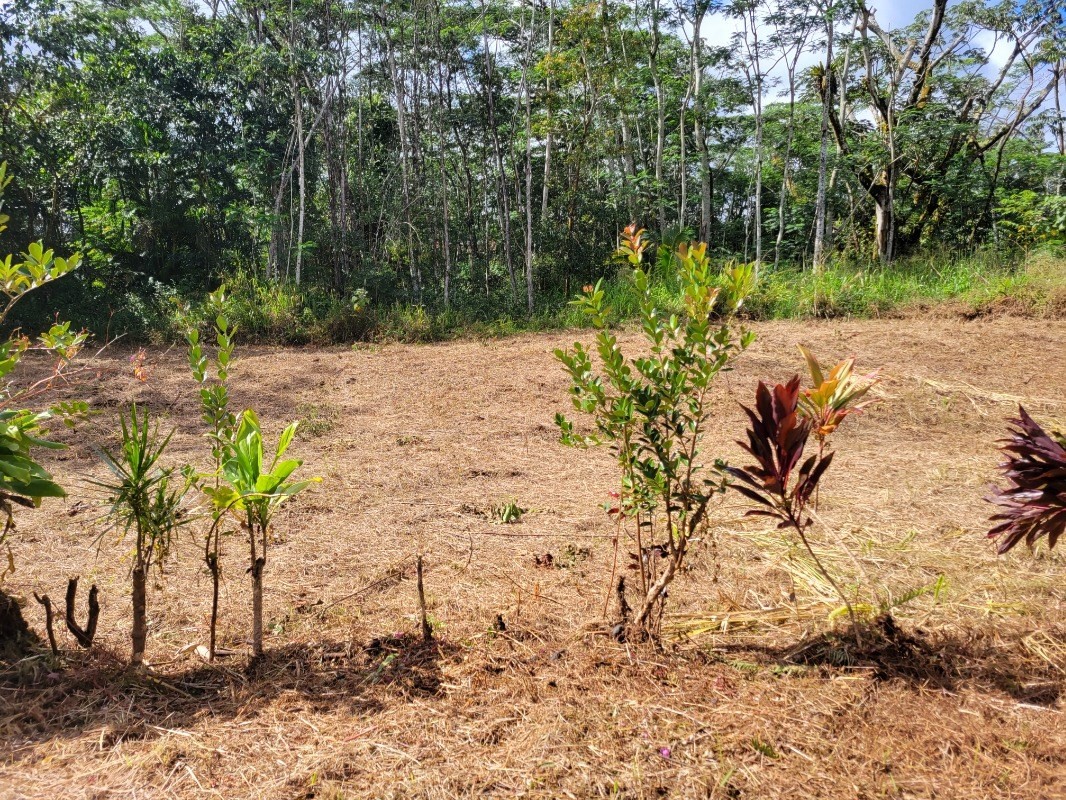 Land in Pahoa 2