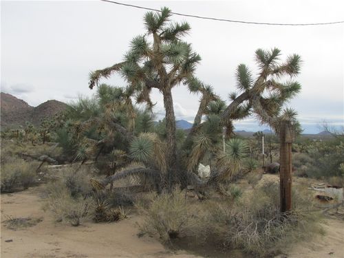 11690 S Sherry Rd, Yucca, AZ, 86438-0973 | Card Image