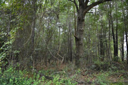 Lot 14 Tupperware Rd, Hemingway, SC, 29554-6268 | Card Image