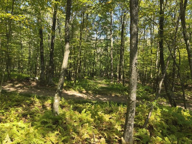 0 Forest Rd, Home with 0 bedrooms, 0 bathrooms and null parking in Boswell PA | Image 4