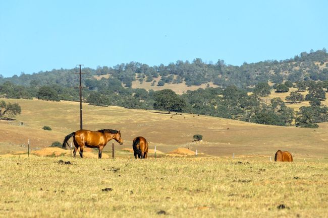 0 S Gulch Rd, Home with 0 bedrooms, 0 bathrooms and null parking in Valley Springs CA | Image 18