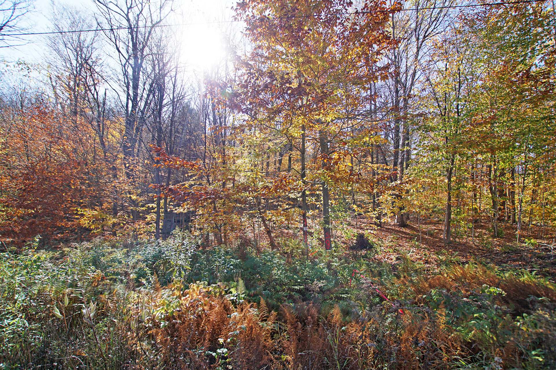 Land in Wentworth 5