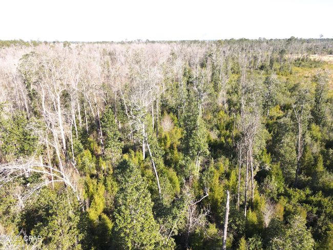 0 John F Bailey Rd, Home with 0 bedrooms, 0 bathrooms and null parking in Blountstown FL | Image 12
