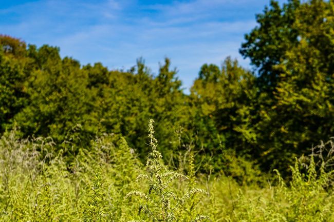 Catnip Field | Image 17