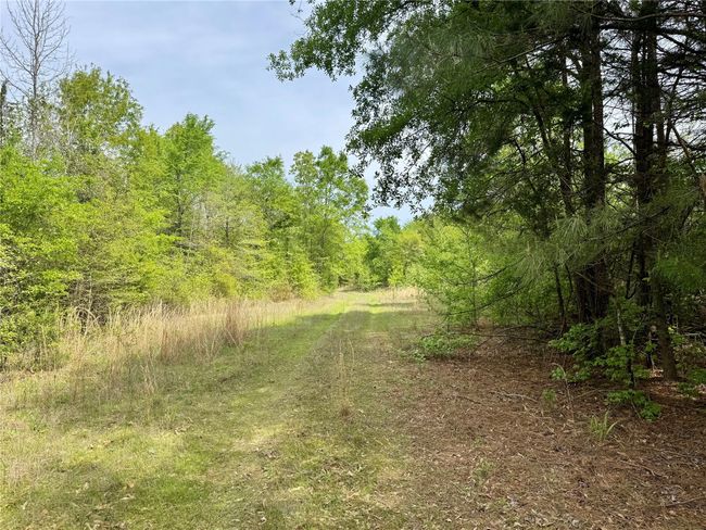 0 County Road 2742, Home with 0 bedrooms, 0 bathrooms and null parking in Naples TX | Image 17