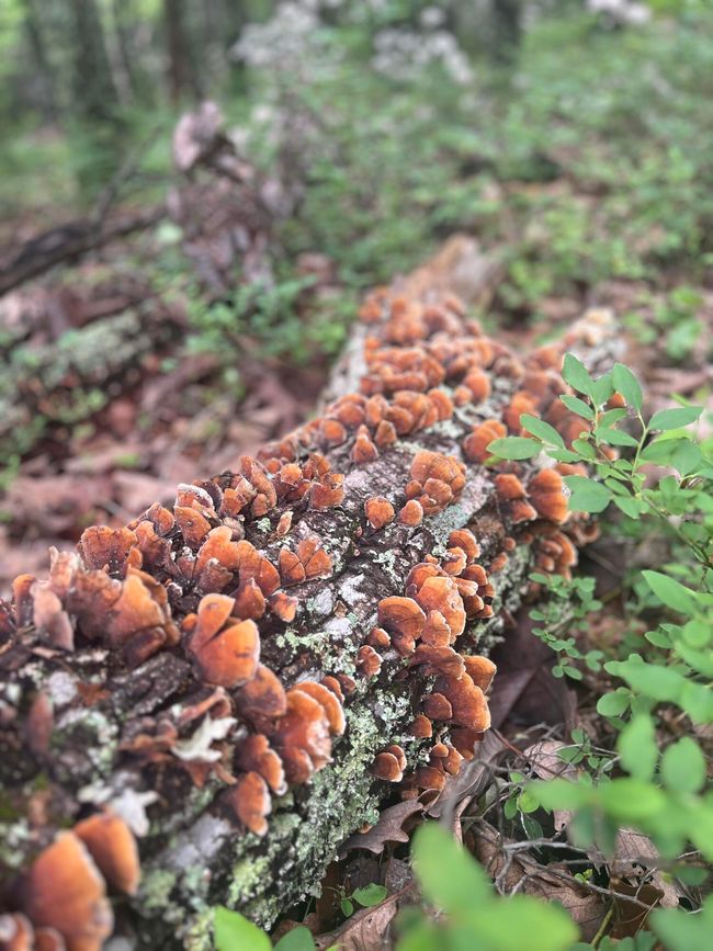 Tolley pic 36 | Image 33