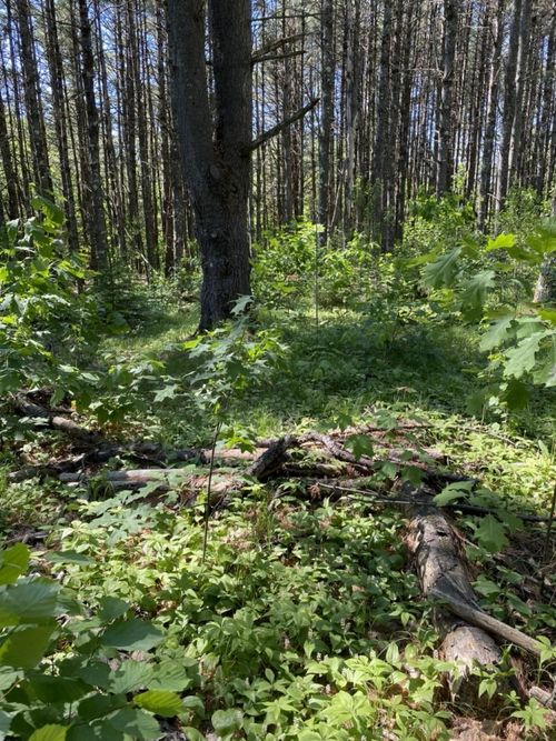 Lot 10 Rockwood Dr, Minocqua, WI, 54548 | Card Image