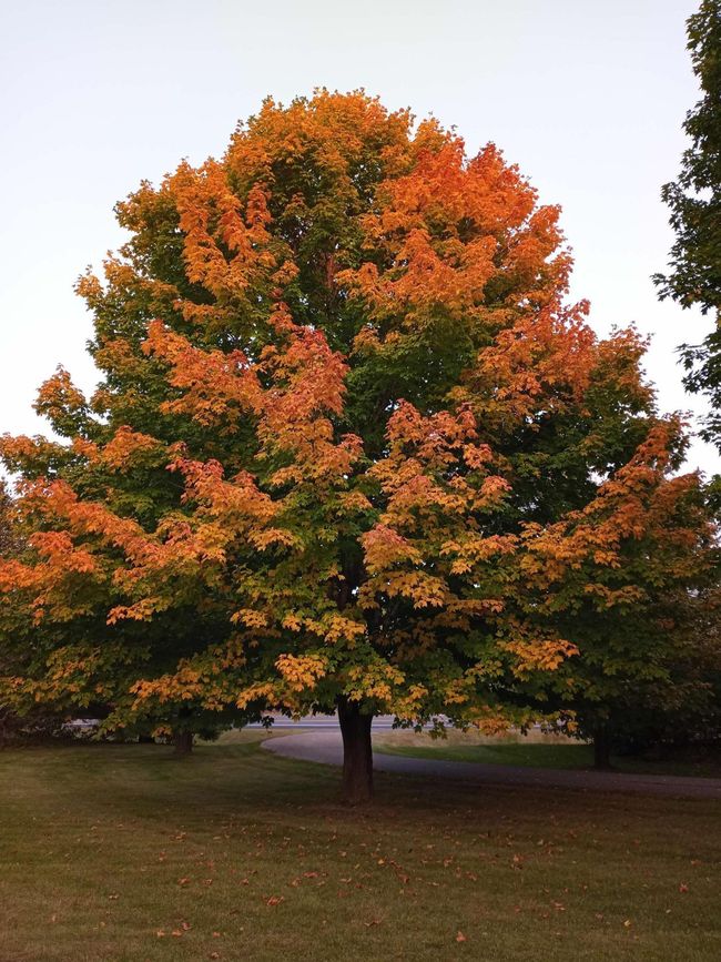 A magnificent large maple in the front yard puts on a stunning show of color each fall. | Image 58