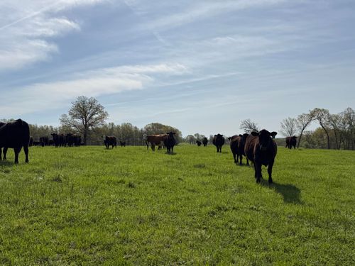 0000 Baker Creek County Road, Mansfield, MO, 65704 | Card Image