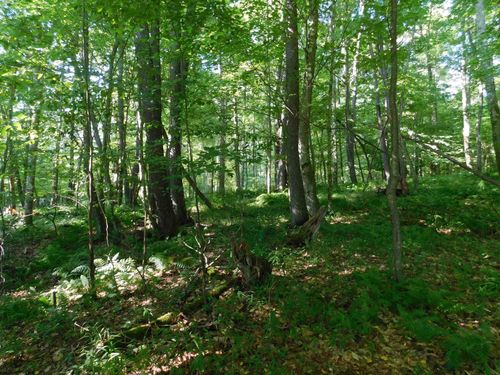 Lot 7 Cherry Wood Ln, Terra Alta, WV, 26764-8300 | Card Image