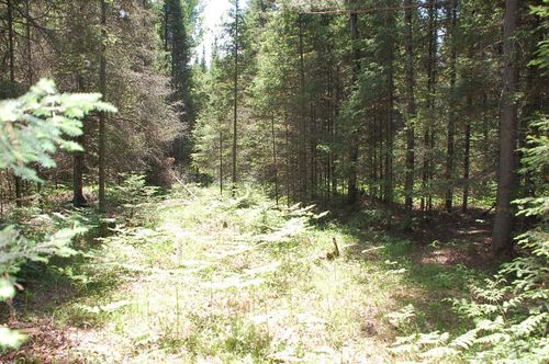 XXX Twin Lakes Loop 45, White Twp, MN, 55705 | Card Image