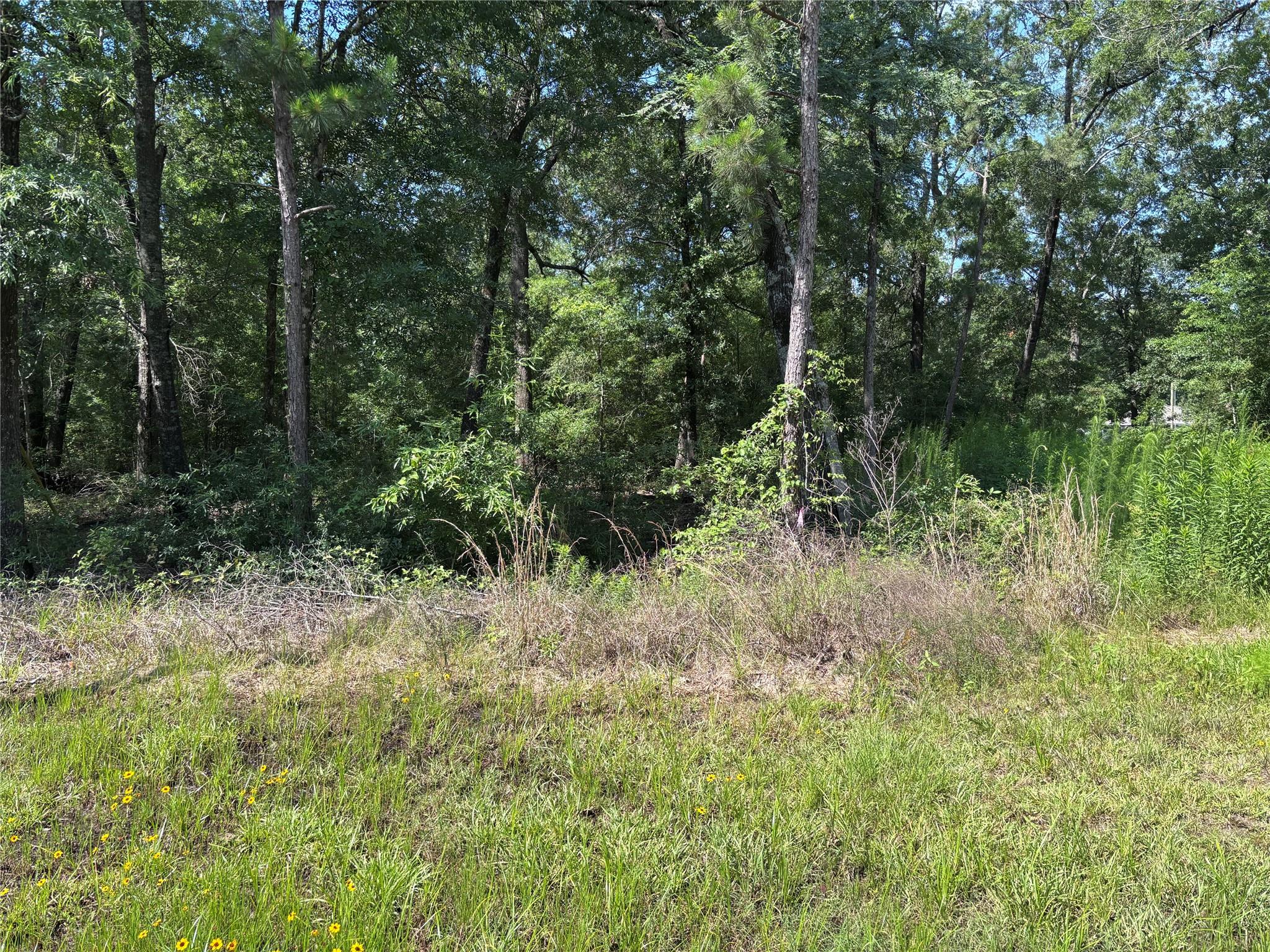Land in Livingston 2