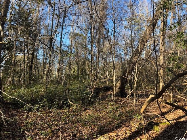 2135 Highway 646, Home with 0 bedrooms, 0 bathrooms and null parking in Green Sea SC | Image 4