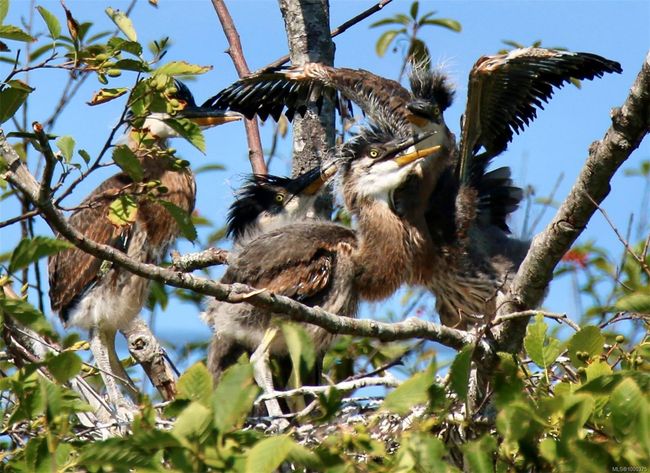 Heron with her 4 babies | Image 70
