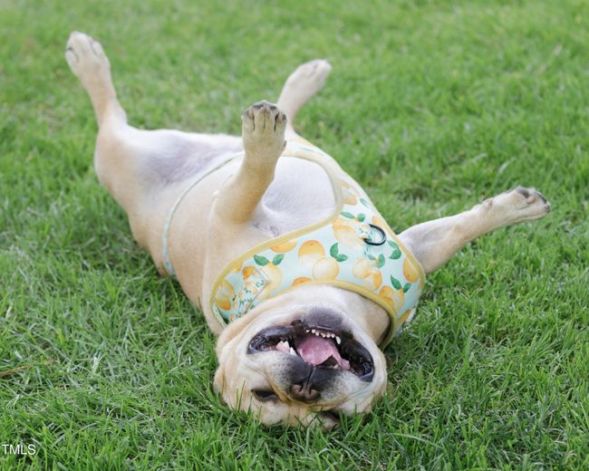 Dog Park | Image 55