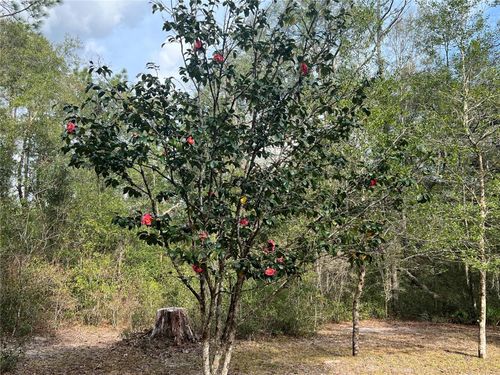 3749 43rd Ln, High Springs, FL, 32643-5642 | Card Image