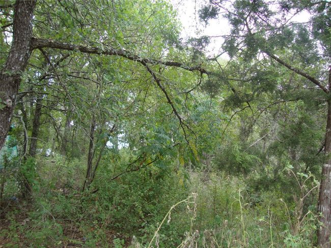 View of nature with a view of trees | Image 4