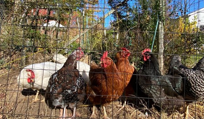 Some of the chicken coop residents. Be sure to say hi to the girls! | Image 11