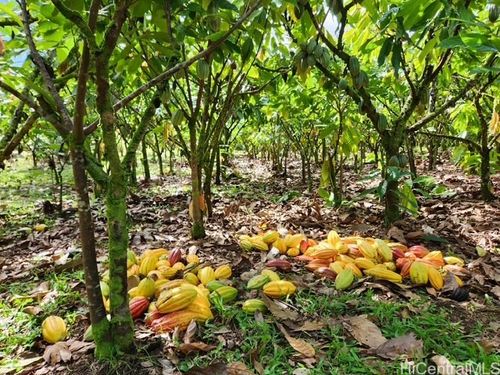 16-1774 40th Ave, Keaau, HI, 96749 | Card Image