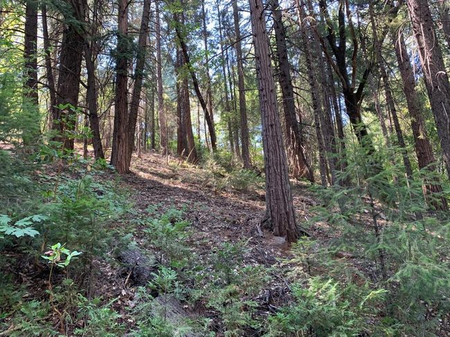 5727 Starkes Grade Rd, Home with 0 bedrooms, 0 bathrooms and null parking in Pollock Pines CA | Image 4