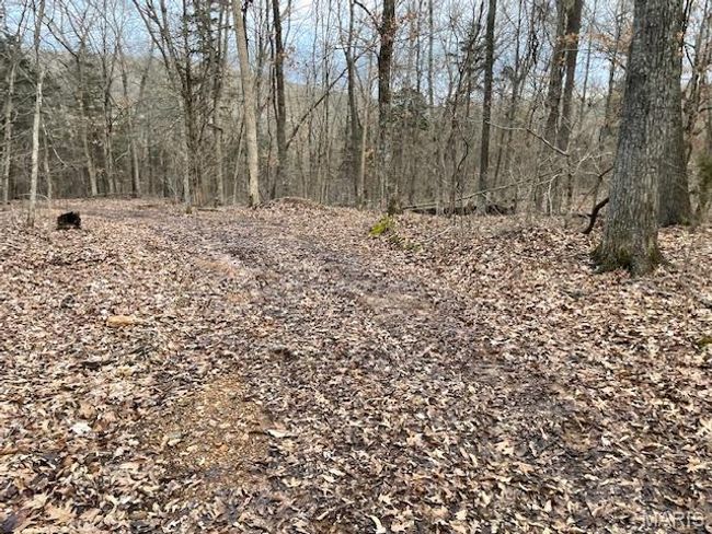 View of local wilderness featuring a forest view | Image 17