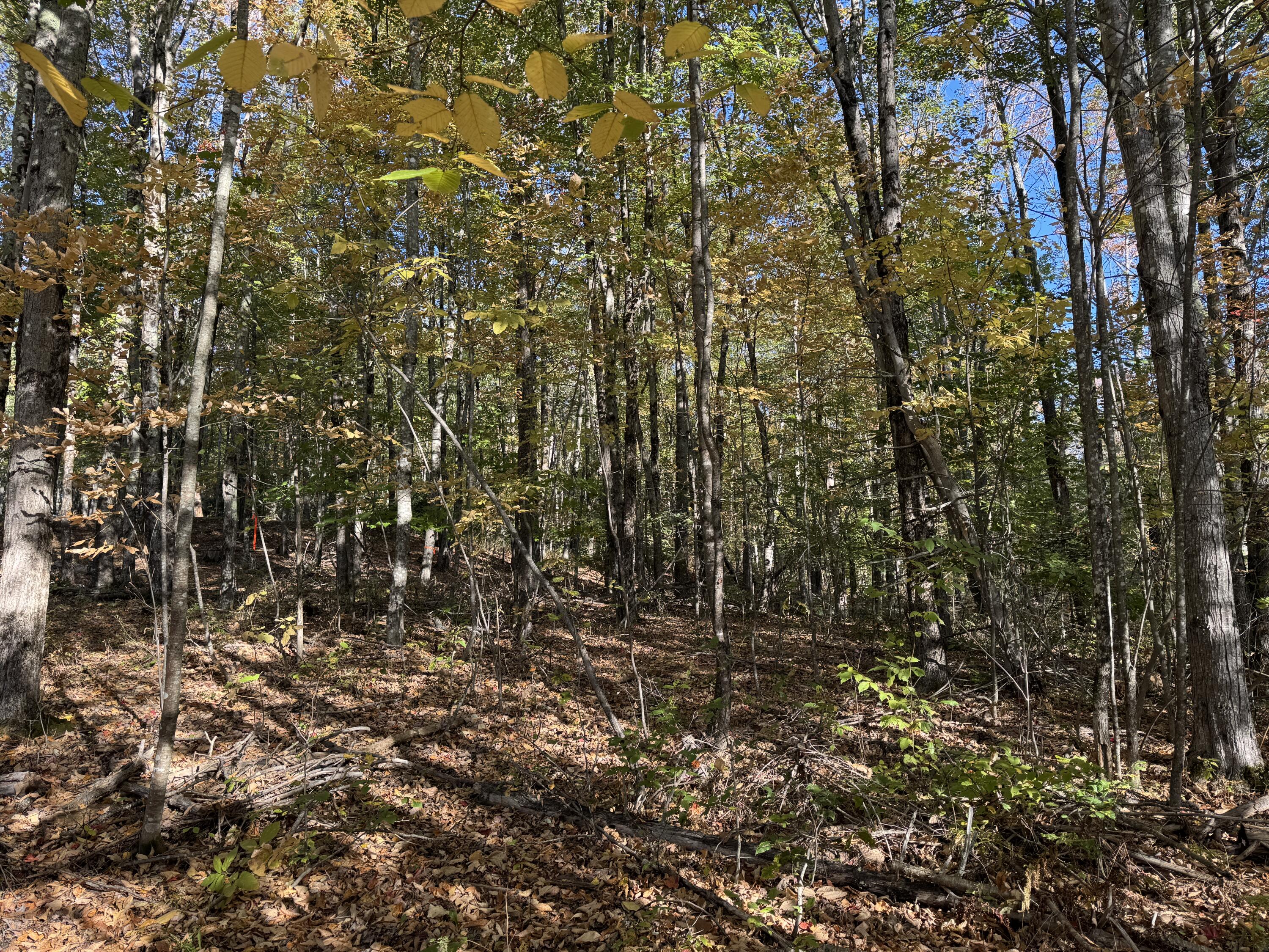 Land in Saint Albans 3