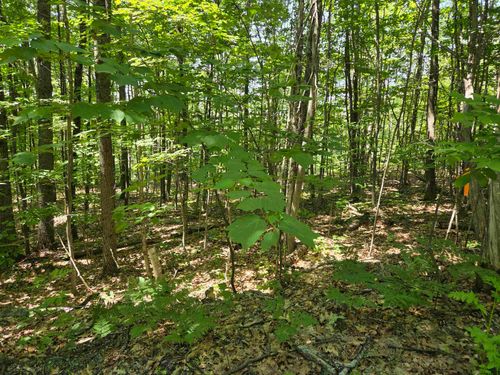X Methodist Hill Road, Enfield, NH, 03748 | Card Image