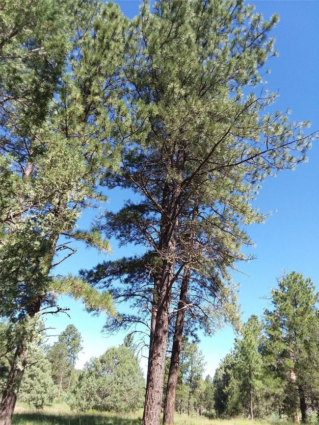 344 Nf 83, Home with 0 bedrooms, 0 bathrooms and null parking in Pecos NM | Image 4