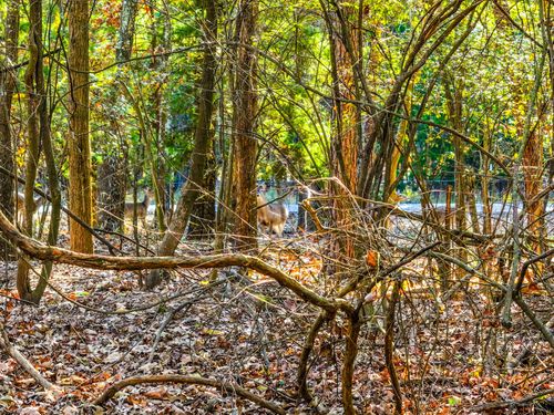 Lot 17 Sweet Gum, Mount Vernon, TX, 75457 | Card Image