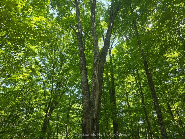 1134 Walker Line Rd, Home with 0 bedrooms, 0 bathrooms and null parking in Algonquin Highlands ON | Image 13