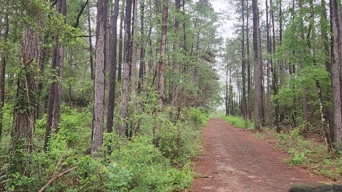 Lot 33 Gum Tree Ln, Plantersville, TX, 77363 | Card Image