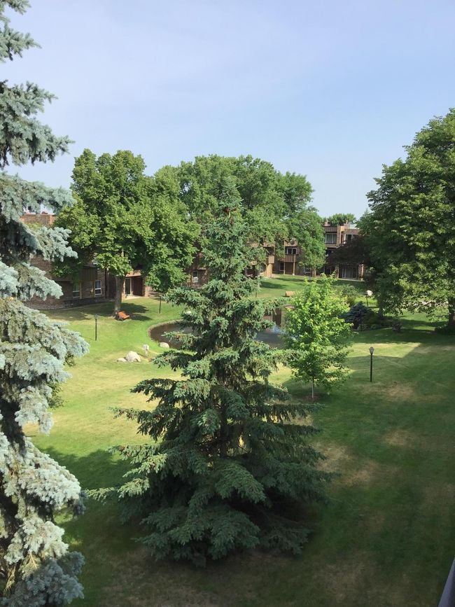Many beautiful trees in the courtyard gardens | Image 27