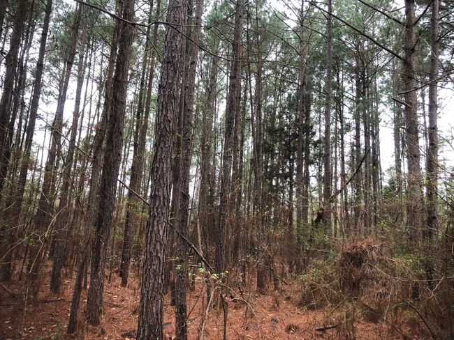 View of landscape featuring a view of trees | Image 7