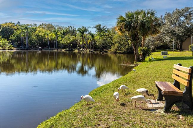 APT-1806D - 4215 E Bay Dr, Condo with 1 bedrooms, 1 bathrooms and null parking in CLEARWATER FL | Image 23