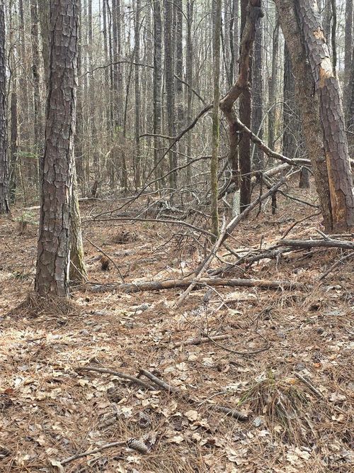 0 White Pine Ct., Sparta, GA, 31087 | Card Image