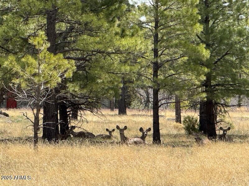 Land in Flagstaff 4