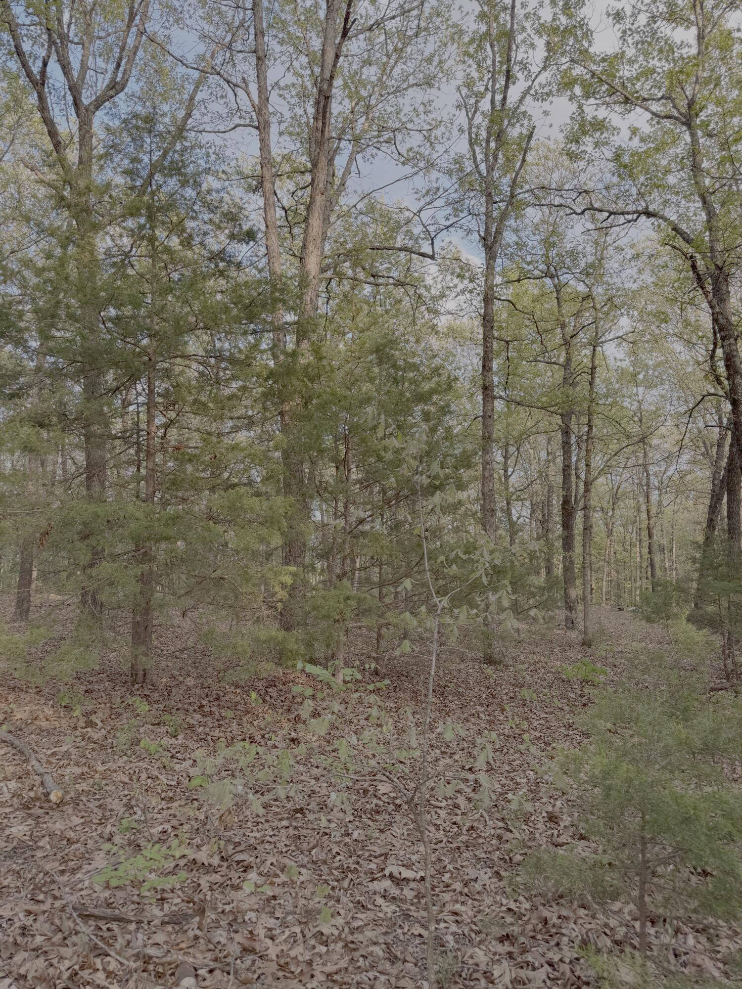 Land in Humansville 5