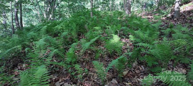 more native plants | Image 43