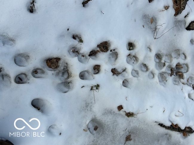 More Deer Tracks On Logging Road | Image 15