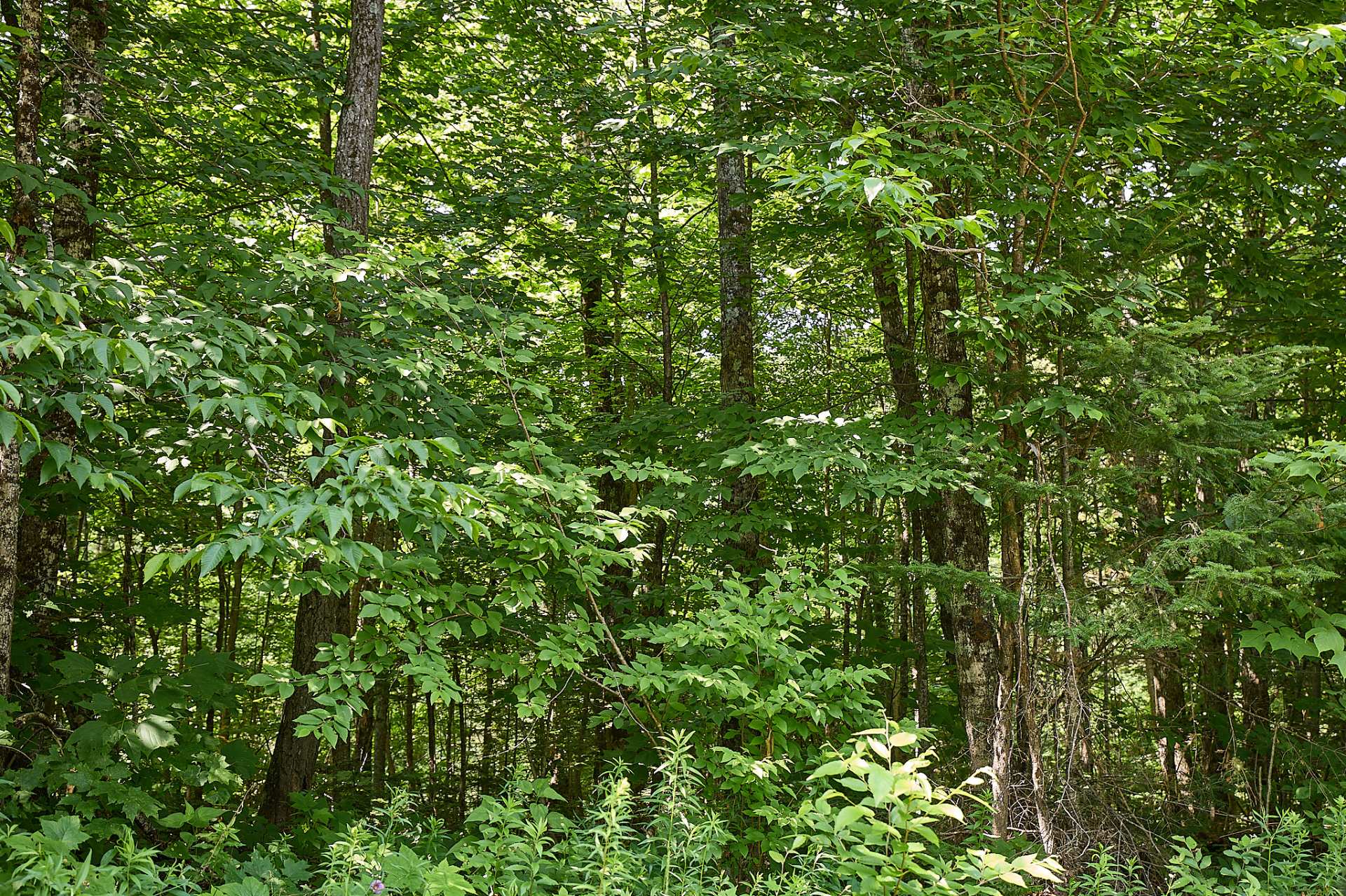 Land in Grenville-sur-la-Rouge 5